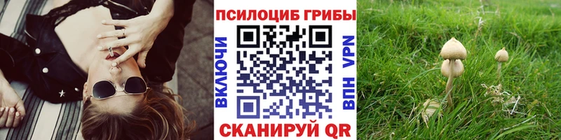 магазин Абакан Псилоцибиновые грибы Cubensis