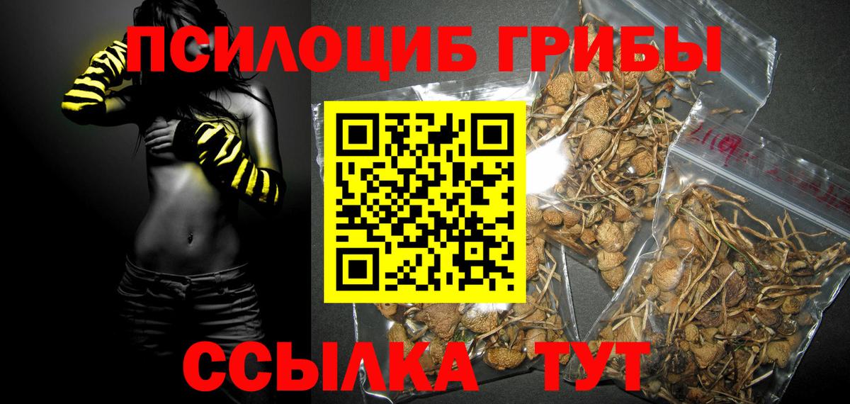 Галлюциногенные грибы Psilocybe Абакан