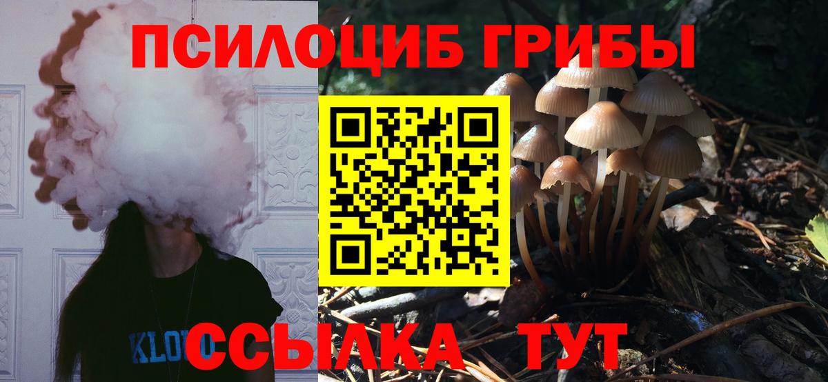 Абакан  Галлюциногенные грибы Psilocybe  Вход с VPN 